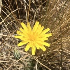 Hypochaeris caespitosa