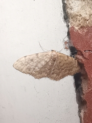 Idaea inquinata