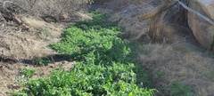 Sisymbrium irio