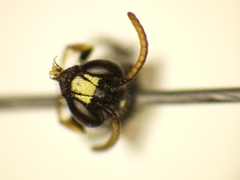 Hylaeus punctatus