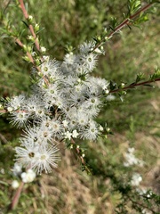 Kunzea ambigua