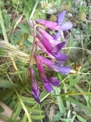 Vicia villosa