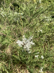 Kunzea ambigua
