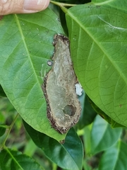Polyrhachis australis