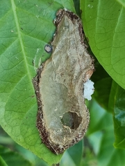 Polyrhachis australis