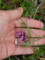 Vicia villosa
