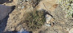 Ayenia compacta