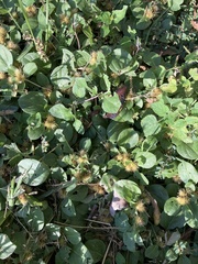 Alternanthera pungens