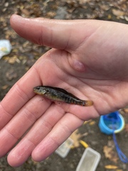 Etheostoma caeruleum