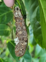Polyrhachis australis