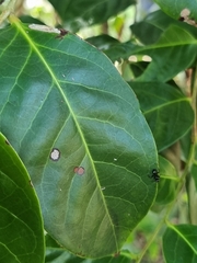 Polyrhachis australis