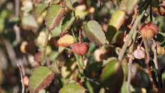 Ayenia compacta