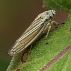 Graphocephala hieroglyphica