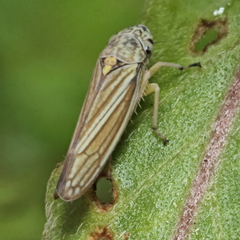 Graphocephala hieroglyphica