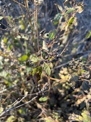 Parthenium integrifolium