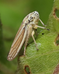 Graphocephala hieroglyphica