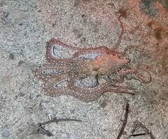 Callistoctopus macropus