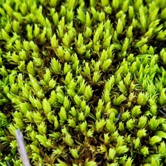 Tortella inclinata