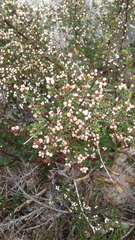 Cryptandra tomentosa