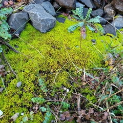 Tortella inclinata