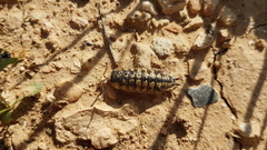Porcellio ornatus