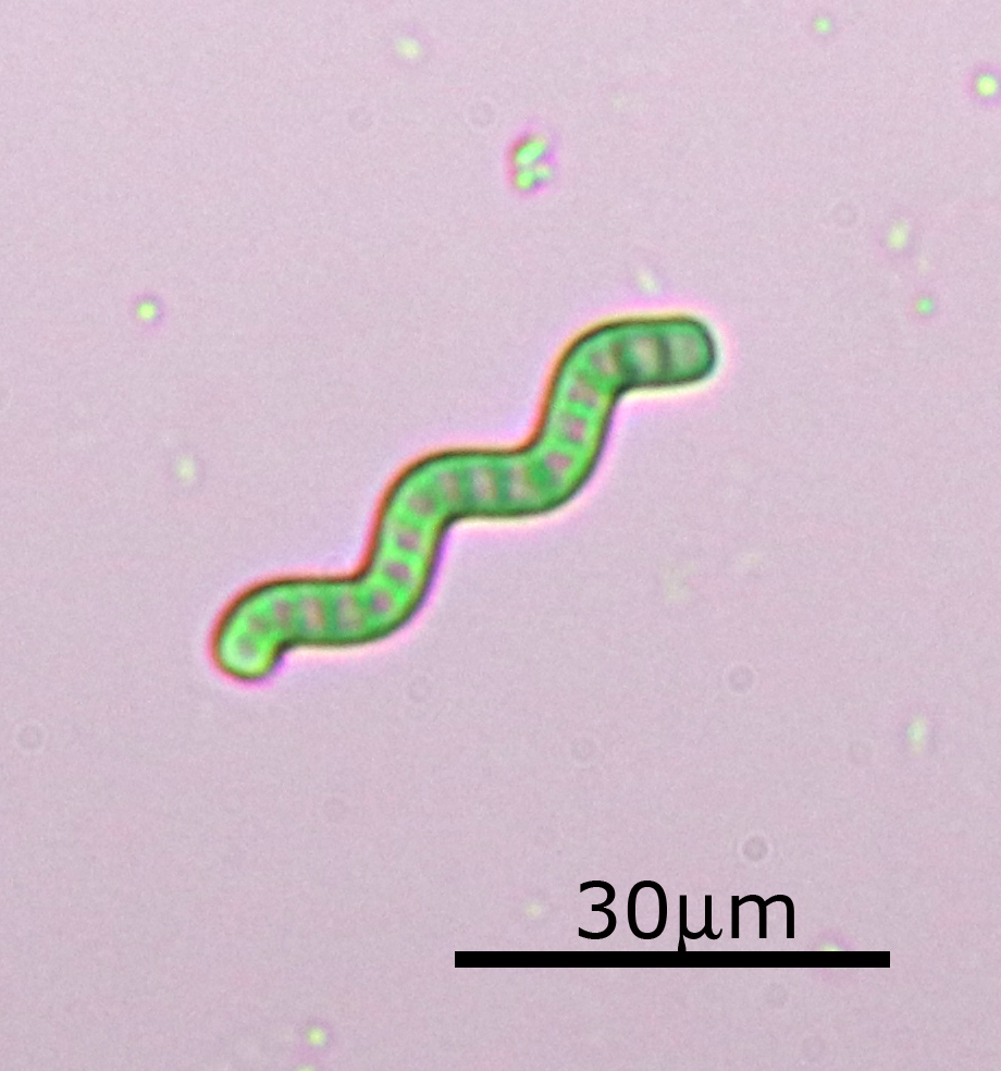 Arthrospira