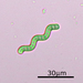 Arthrospira - Photo (c) crseaquist, some rights reserved (CC BY), uploaded by crseaquist