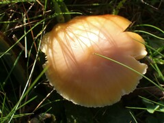 Hygrocybe quieta