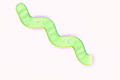 Arthrospira jenneri