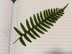 Polypodium appalachianum