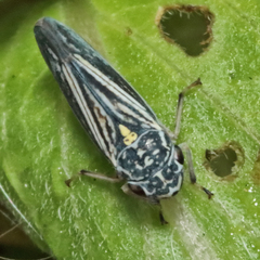 Graphocephala hieroglyphica