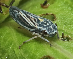 Graphocephala hieroglyphica
