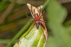 Nicodamidae