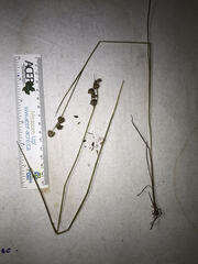 Juncus canadensis