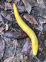 Ariolimax dolichophallus