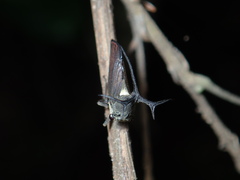 Elaphiceps cervus