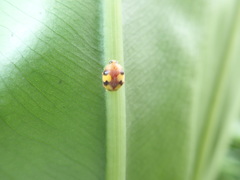 Amida tricolor