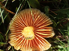 Hygrocybe quieta
