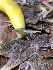 Ariolimax dolichophallus