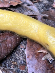 Ariolimax dolichophallus