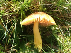 Hygrocybe quieta