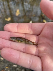 Etheostoma caeruleum