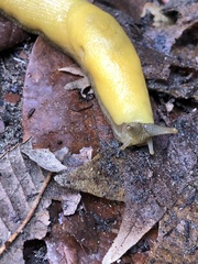 Ariolimax dolichophallus