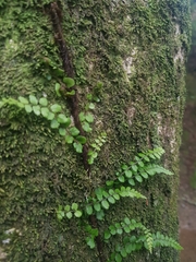 Blechnum filiforme