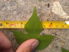 Ipomoea cordatotriloba