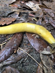 Ariolimax dolichophallus