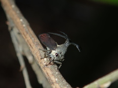 Elaphiceps cervus