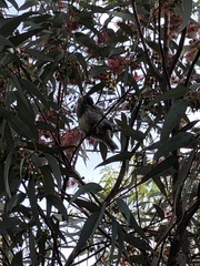 Anthochaera carunculata