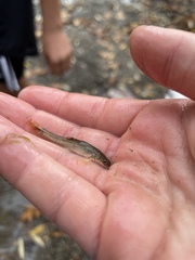 Rhinichthys cataractae