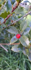 Ilex aquifolium